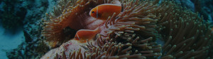 AquaMarine's Bali Dive Shop / Dive Center / Dive Centre