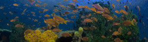 Bali Indonesia reef scene
