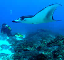 Bali Dive Courses - Manta Ray Diver Distinctive