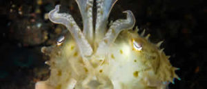 Cuttlefish at Blue Lagoon Padangbai