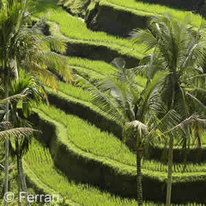 Beautiful Bali Dive Safari Rice Terraces