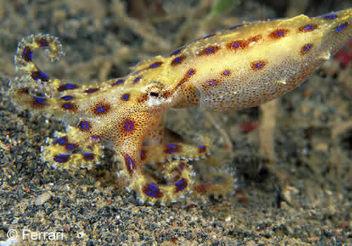 Blue Ring Octopus on a Muck Diving in Bali, Indonesia