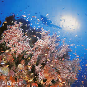Coral Reef Diver Paradise
