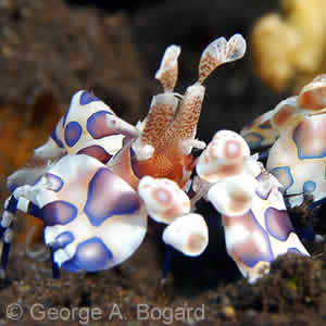 Harlequin Shrimp - Underwater Macro Photography