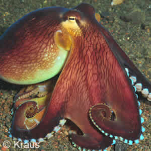 Bali Octopus