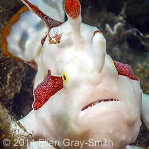 Painted Frogfish - Best of Bali