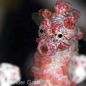 Pygmy Seahorse - Bali Indonesia