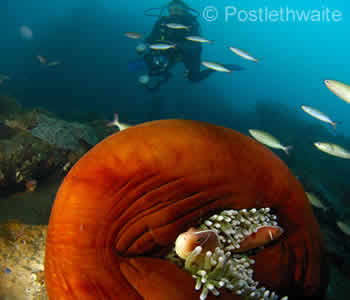 Scuba Diving Bali - Diver and Anemone