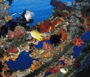 Diver on the Liberty Wreck dive in Tulamben Bay, Bali