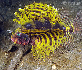 Yellow Dwarf Lionfish - Dendrochirus brachypterus