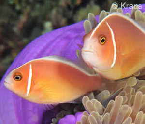 Two Anemonefish