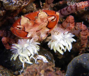Boxer Crab or Pom Pom Crab, Lybia edmondsoni