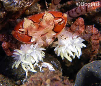 Boxer Crab or Pom Pom Crab, Lybia edmondsoni Boxer Crab or Pom Pom Crab, Lybia edmondsoni
