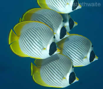 Butterflyfish School, Bali