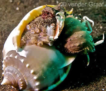 Coconut Octopus are found when muck diving Puri Jati