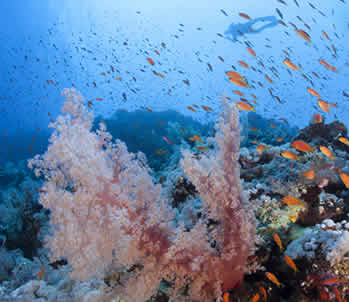 Bali's Coral Reefs - PADI's Underwater Navigator