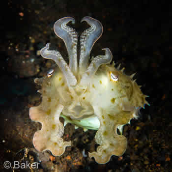 Padangbai Dive Sites - Breath-taking SCUBA Diving