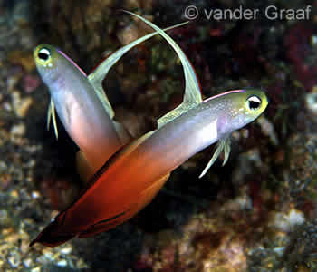 Fire Gobies (Fire Dartfish) Nemateleotris magnifica, Batu Kelebit