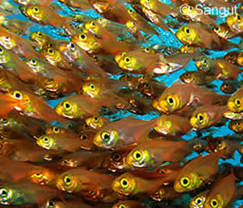 Golden Sweepers, Palung Palung Dive Site, Tulamben, Bali Golden Sweepers, Palung Palung Dive Site, Tulamben, Bali