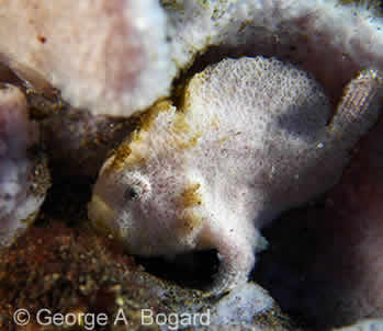 Juvenile Painted Frogfish - Bali Juvenile Painted Frogfish - Bali