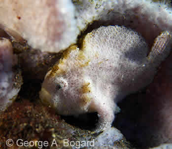 Juvenile Painted Frogfish - Bali