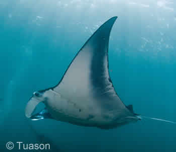 PADI Manta Ray Diver Distinctive Specialty Course