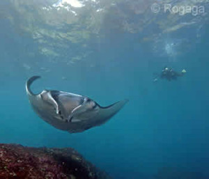Manta Ray and Diver - Bali | best of bali dive safari