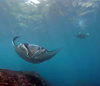 Best Bali Dive Safari - Nusa Penida Diving