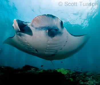 Manta Point Dive Sites, Bali, Popular for Manta Rays Year Round