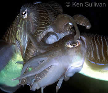 Mating Cuttlefish, Blue Lagoon Mating Cuttlefish, Blue Lagoon
