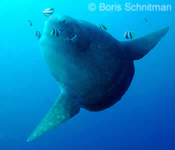 Crystal Bay Dive Site, Mola-Mola Diving