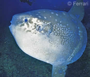 Mola Mola, Sunfish
