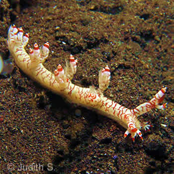 Nudibranch Bornella Adamsii - Bali Diving