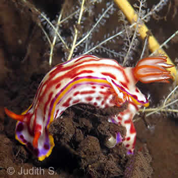 Nudi Hypselodoris and Emperor shrimp