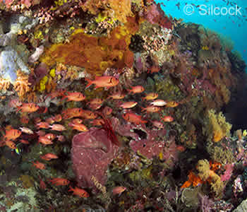 Nusa Pendia Corals