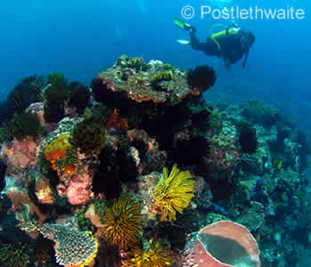 Nusa Penida Reef Scene, Gamat Bay Corals