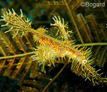 Ornate Ghost Pipefish, Solenostomus paradoxus, Bali