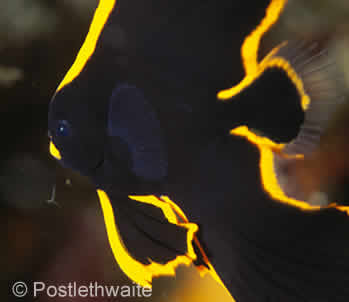 PADI AWARE Fish ID Specialty Course PADI AWARE Fish ID Specialty Course