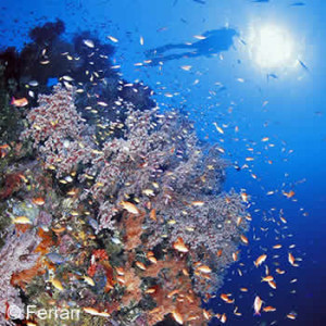 PADI Deep Diver Course in Bali