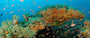 PADI Drift Diver Certification in Bali