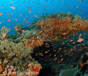 PADI Drift Diver - Nusa Penida Bali