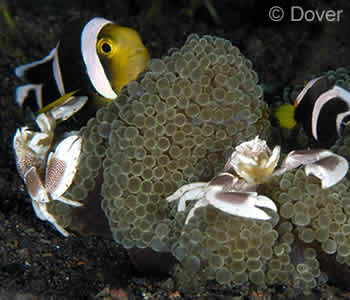 Panda Anemonefish and Porcelain Crabs, Tulamben Bay, Coral GardenBali Panda Anemonefish and Porcelain Crabs, Tulamben Bay, Coral GardenBali
