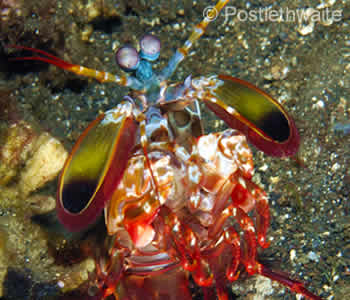 Peacock Mantis Shrimp - Tulamben Bay, Coral Garden Dive Site