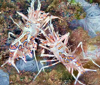 Phyllognathia ceratophthalma, Spiny Tiger Shrimp Phyllognathia ceratophthalma, Spiny Tiger Shrimp