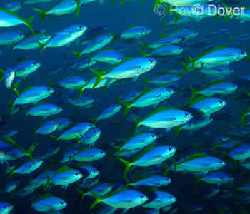 Schooling Fishes - Bali, Nusa Penida - Toyapakeh