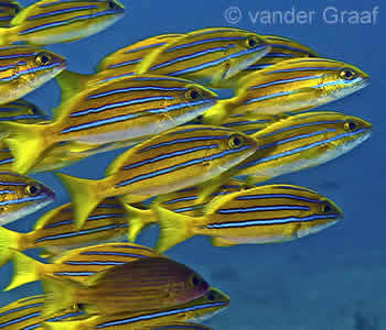 Schooling Snappers at Tepekong Dive Site, Bali