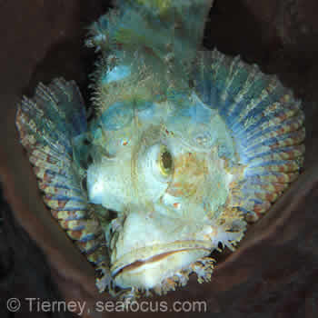 Amed Jemeluk Bay Scorpionfish