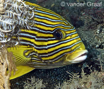 Sweetlips Face, Blue Corner, Bali Dive Sites