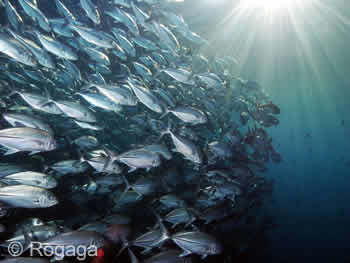 Tulamben Bay Schooling Jacks