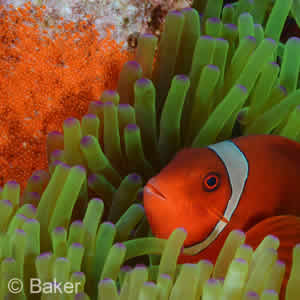 Tulamben Bay Nemo with Eggs  (Spinecheek Anemonefish)